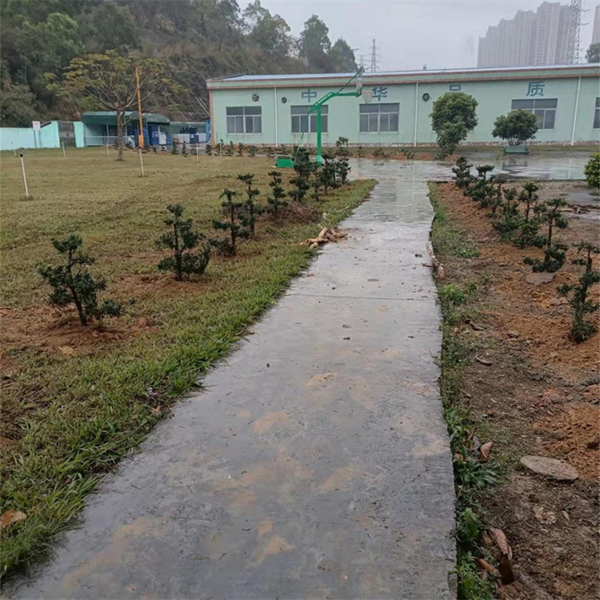 金騰龍實(shí)業(yè)有限公司種羅漢松樹活動